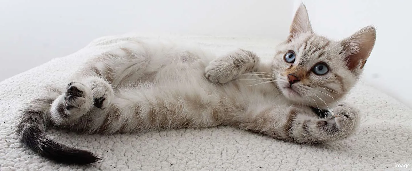 international cat day