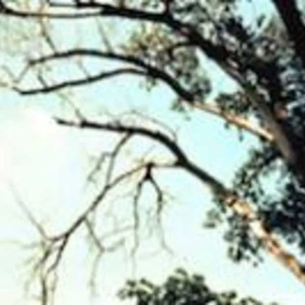 is wifi slecht voor onze bomen en plante