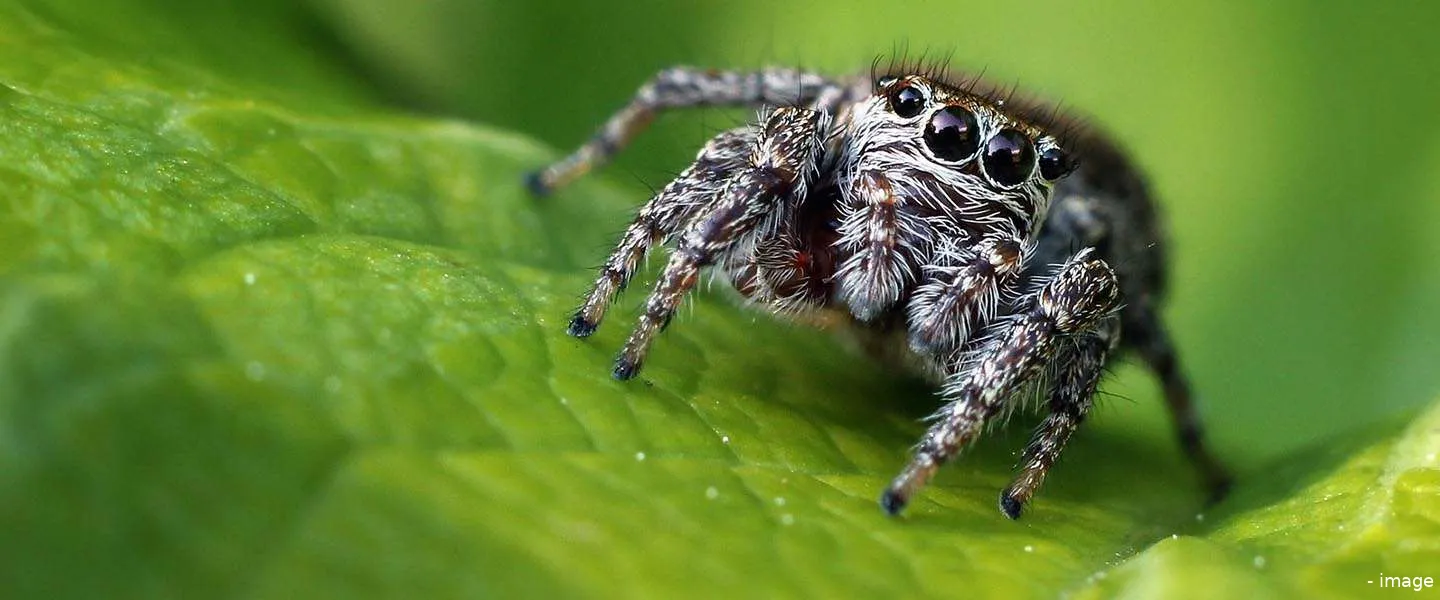 jumping spider cuteoff