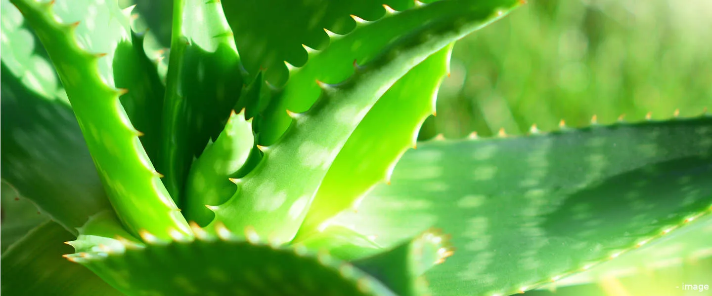 kamerplanten kantoor thuis