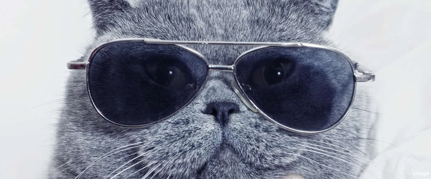 katten filmpjes internet echt vol