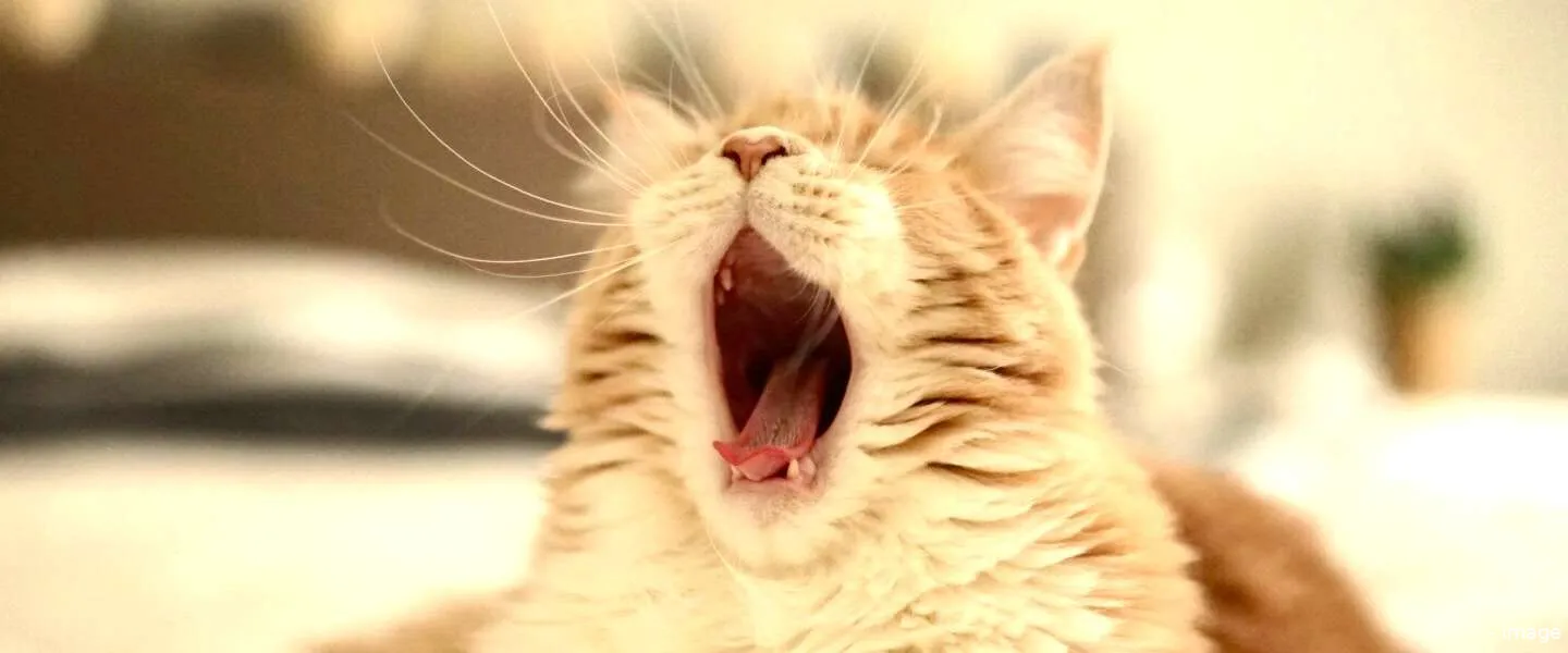 katten grappig internet