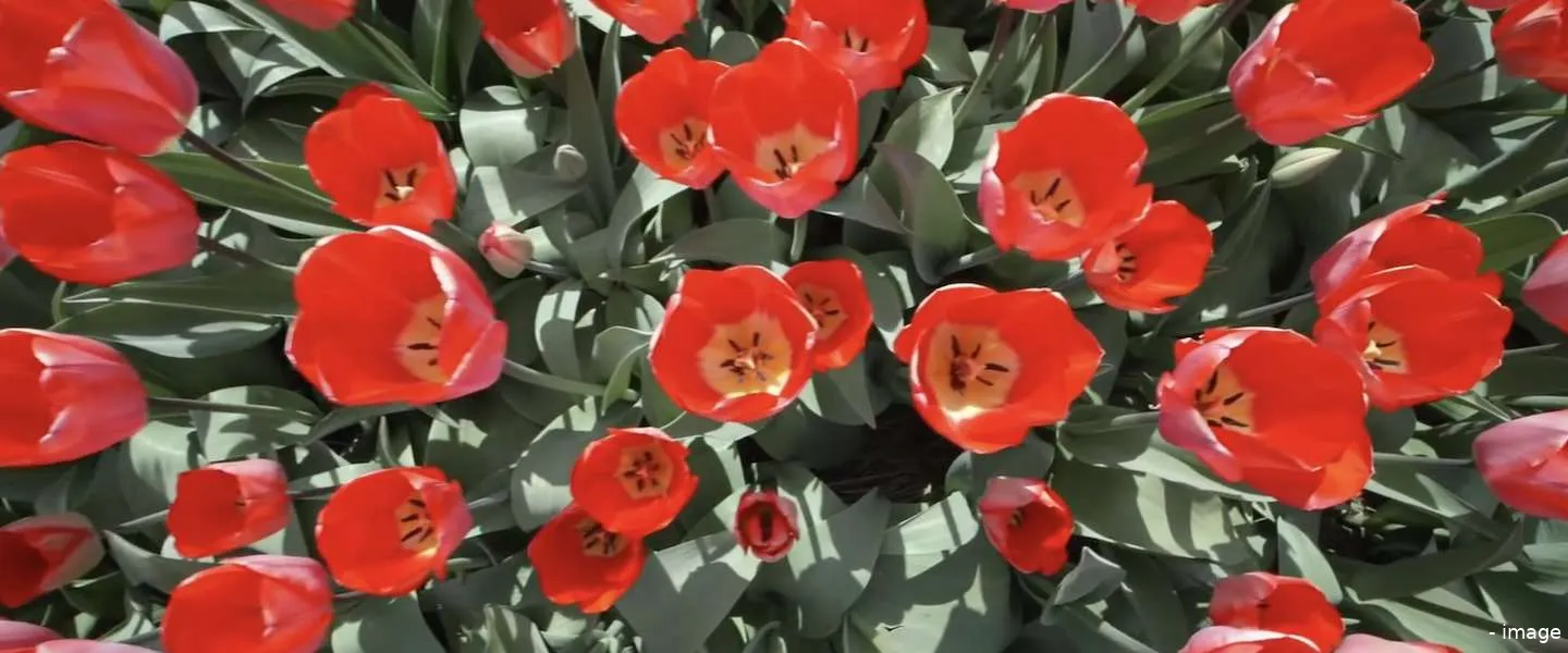 keukenhof tulpen pasen