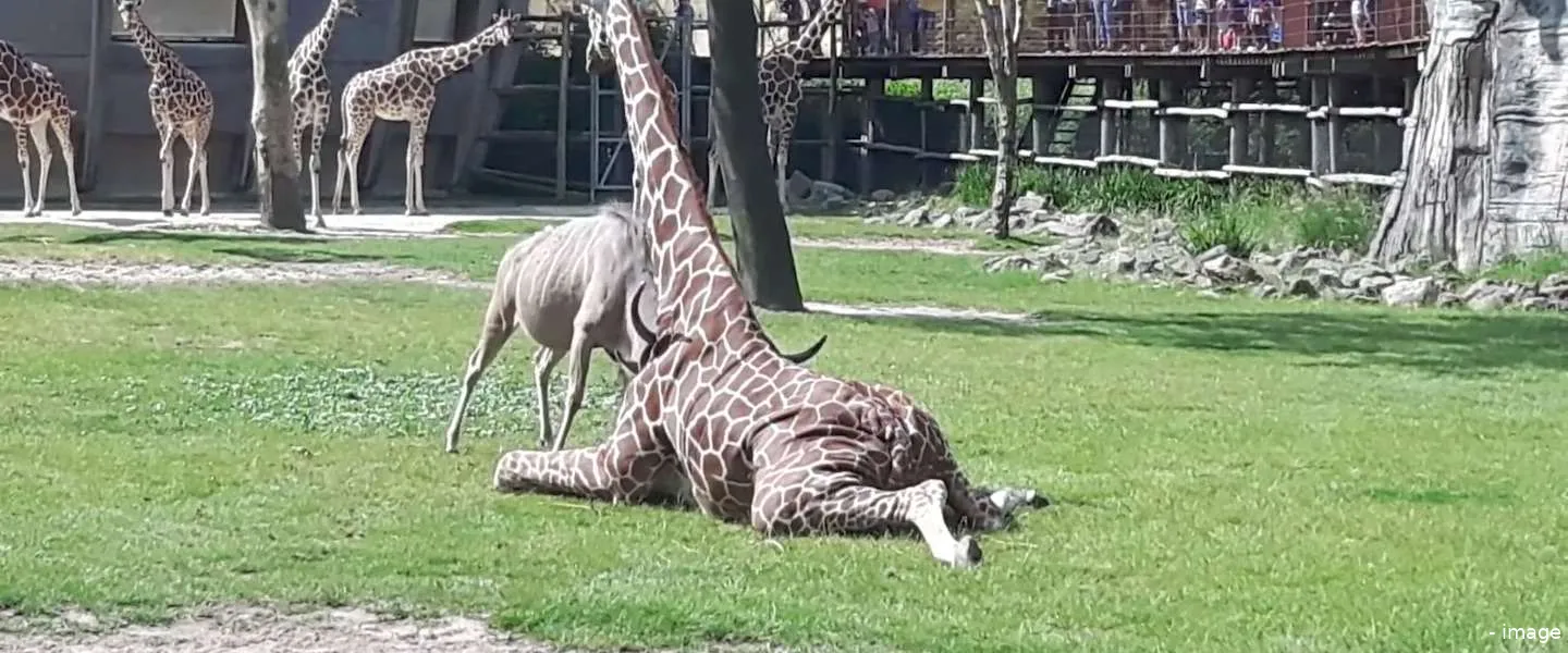 koedoe giraffe blijdorp