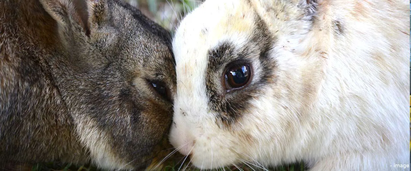 konijnenknuffelen