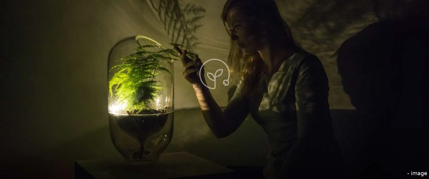 living light lamp plant