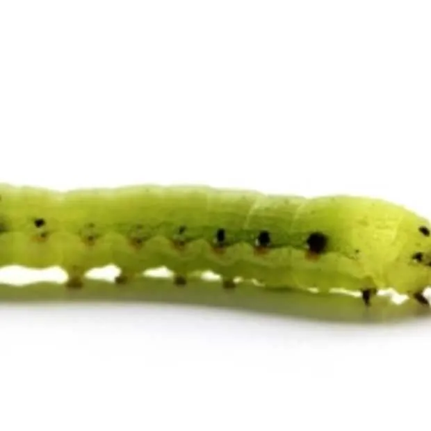 malware infecteert smartphones en verstu