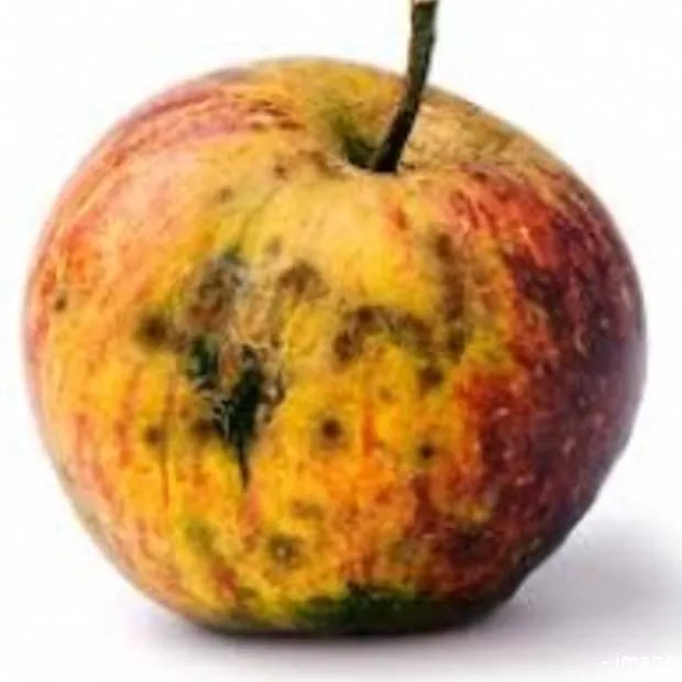 massa ontslag bij apple