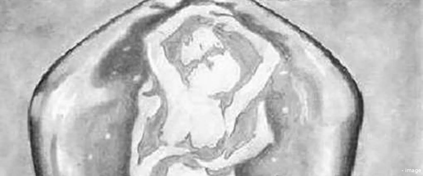 message d amour des dauphins