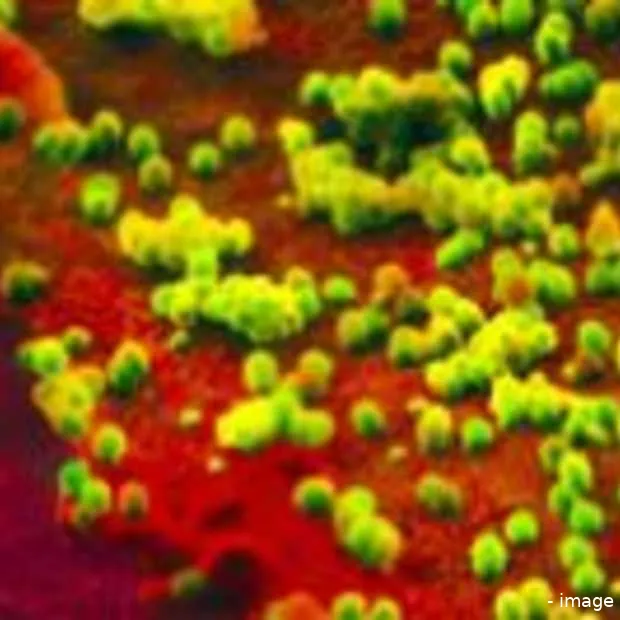 mexicaanse griep favoriet lokmiddel viru