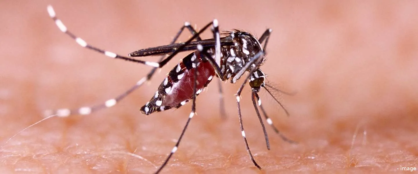 muggen zika verminderen met muggen