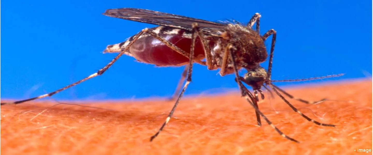 muggenweek bill gates