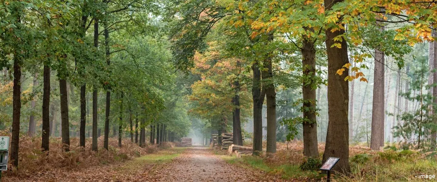 natuur herfst nederland