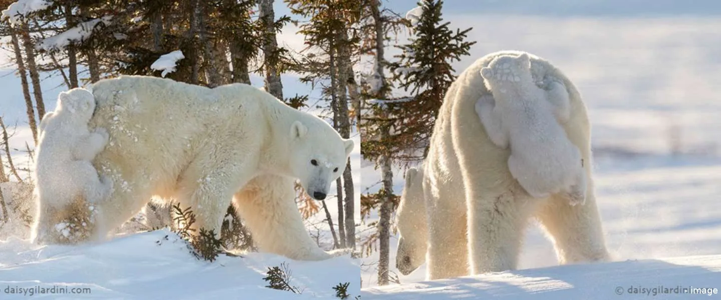 natuurfotografe ijsberen