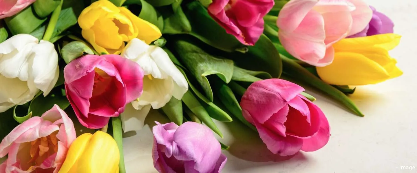 nederlandse politiek tulpen