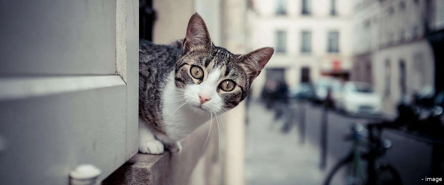 nieuwsgierig als een kat