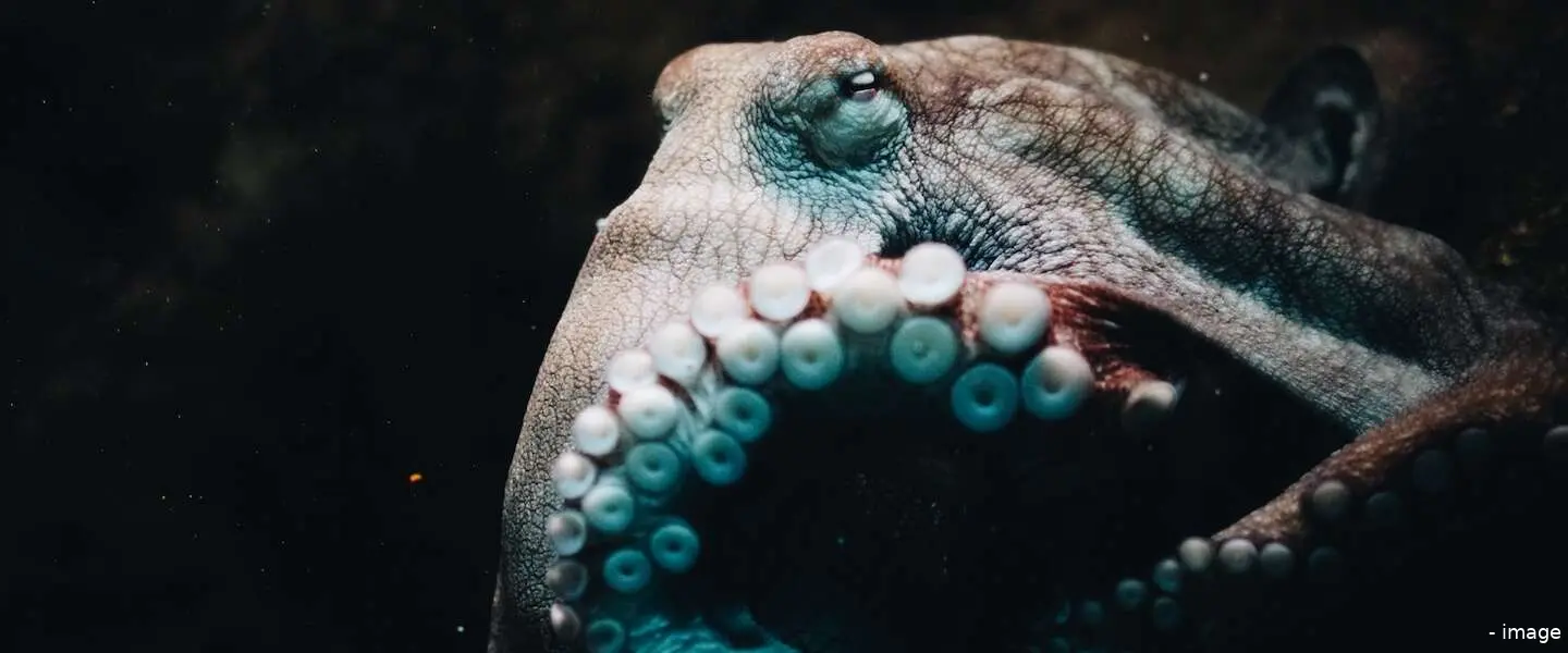 octupus header