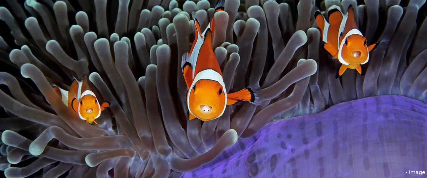 onderwater fotos winnaars 1