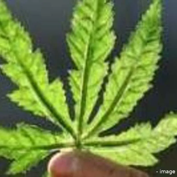 online behandeling cannabis in basisverz