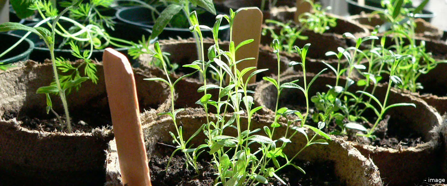 online laten groeien