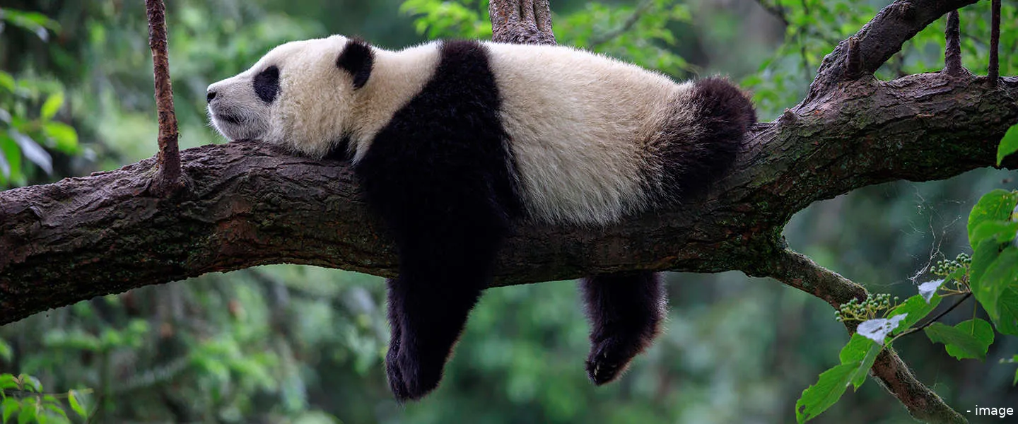 panda gezichtsherkenning