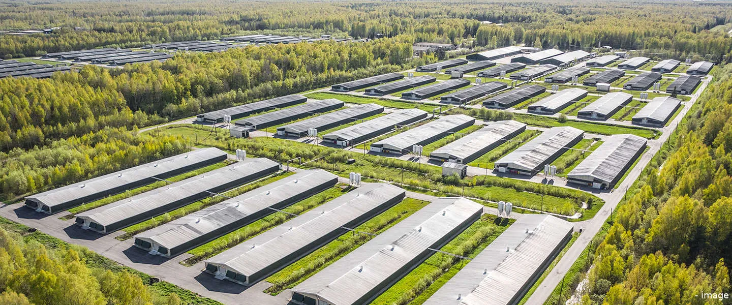 pluimveebedrijven vogelgriep