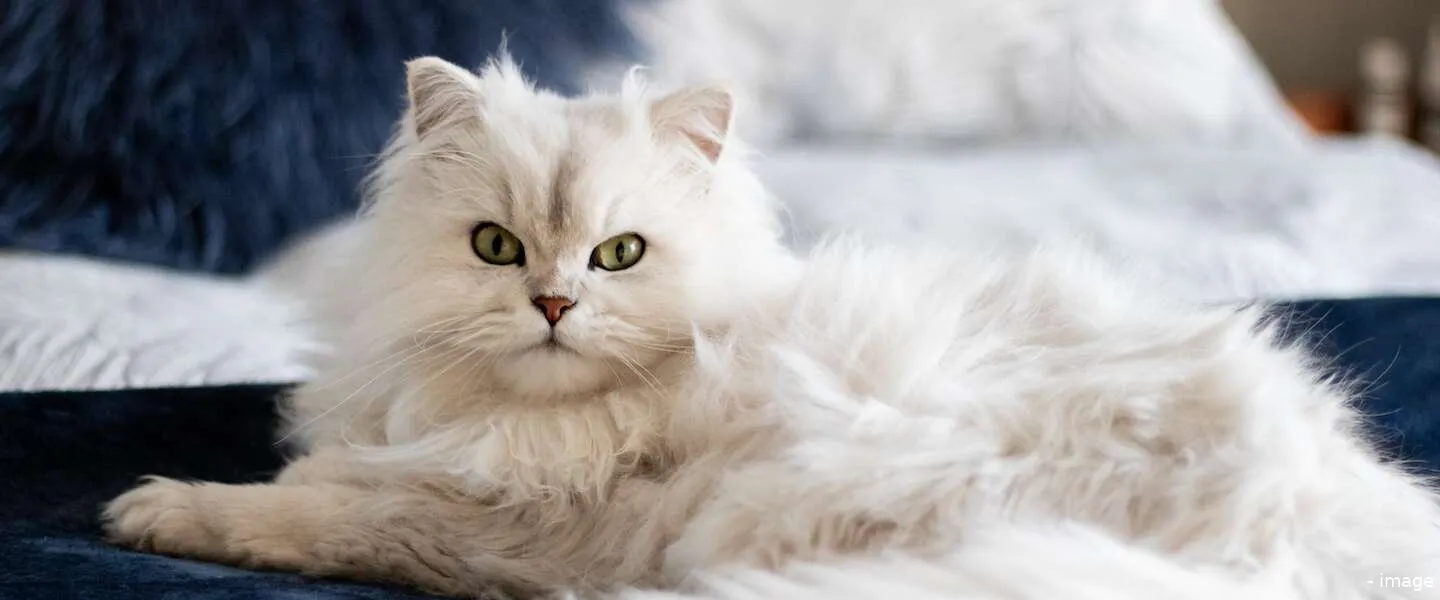 poeslief documentaire netflix