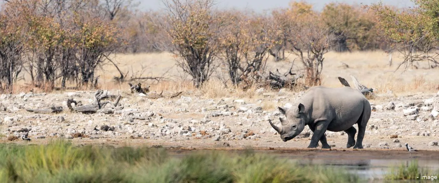 sensoren zwarte neushoorn redden
