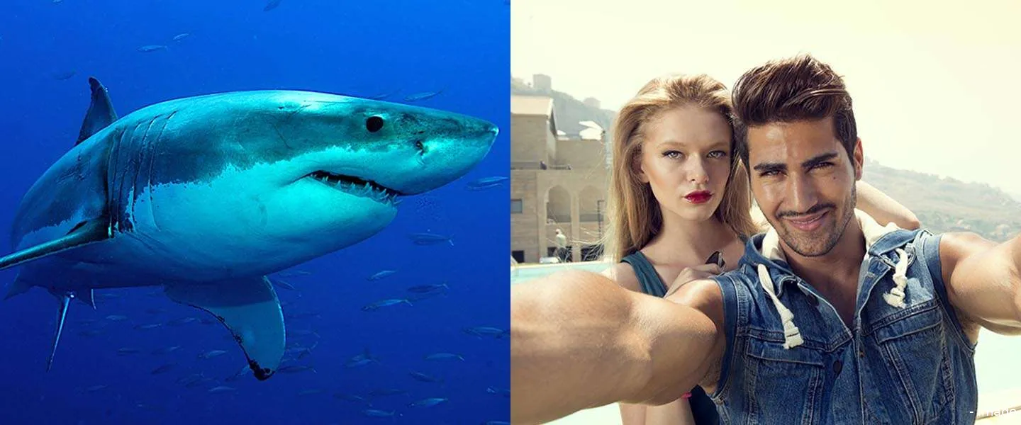 shark selfie