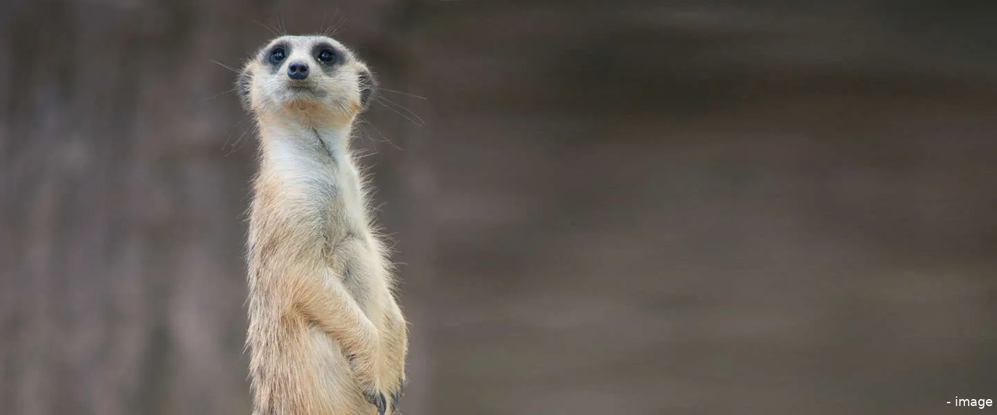 social media die niet meer bestaan