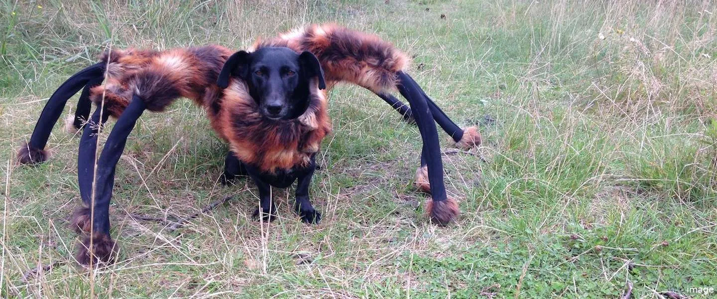 spider dog viral