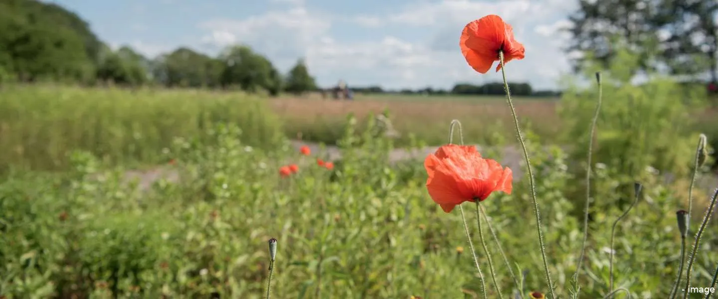 succes campagne welkom terug nl