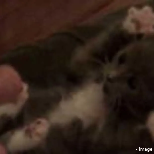 suprised kitty populairder dan michael j