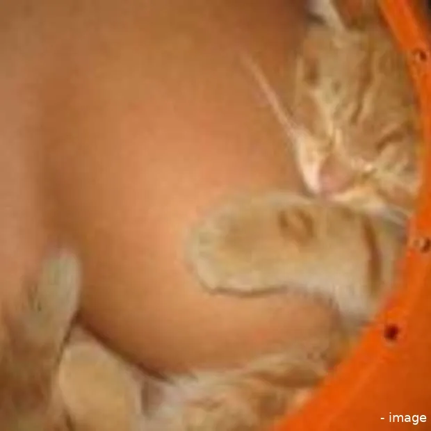 surfers verlaten internet explorer