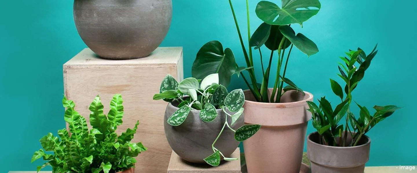 thuiskantoor planten