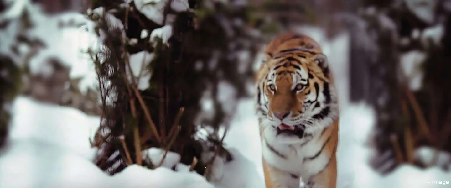 tiger siberian wwf