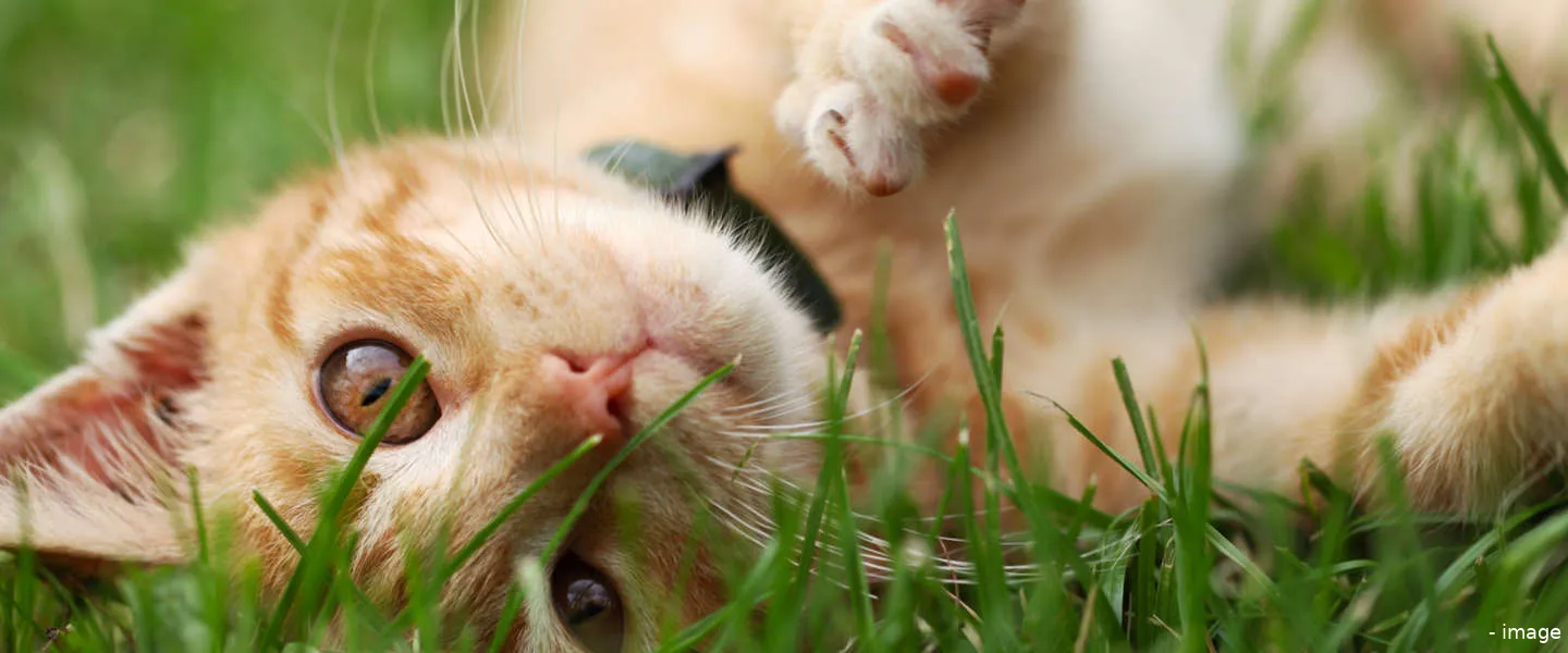 trakz huisdieren tracker