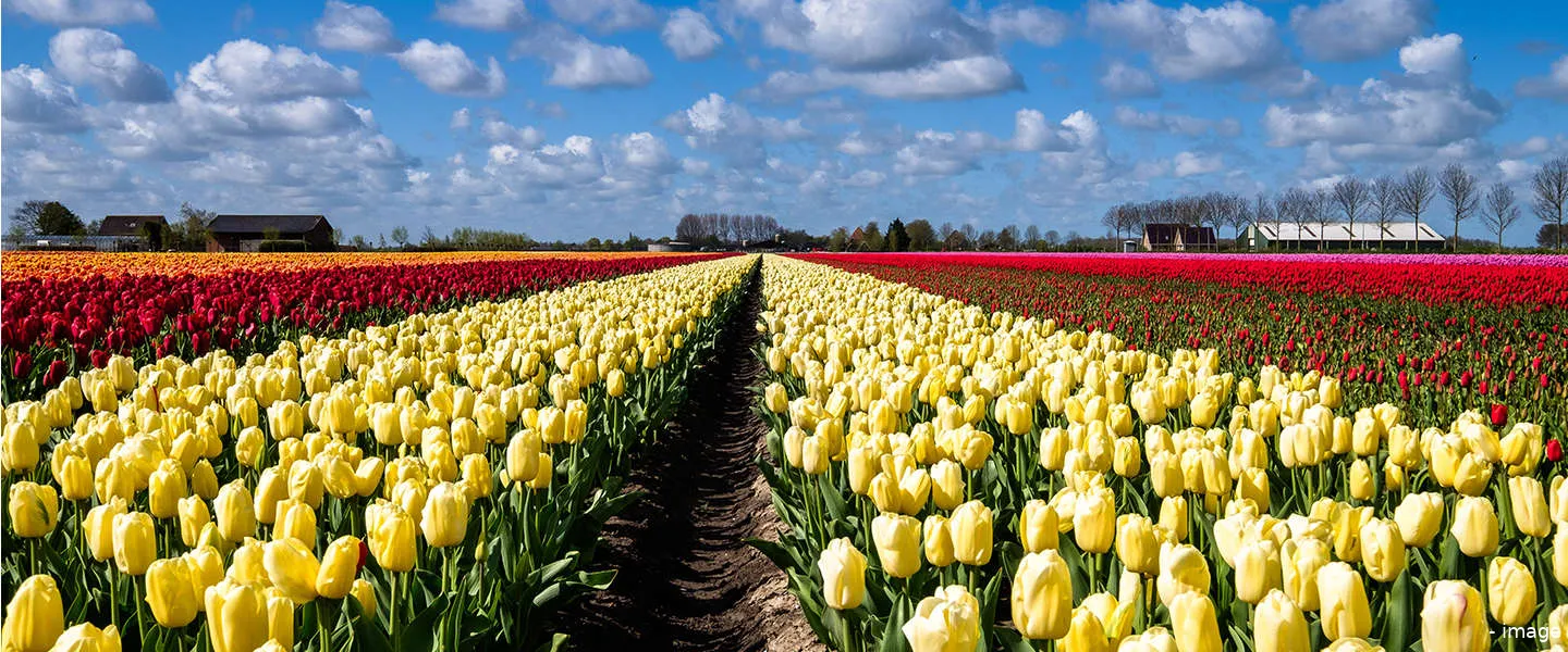 tulpvelden nederland drones