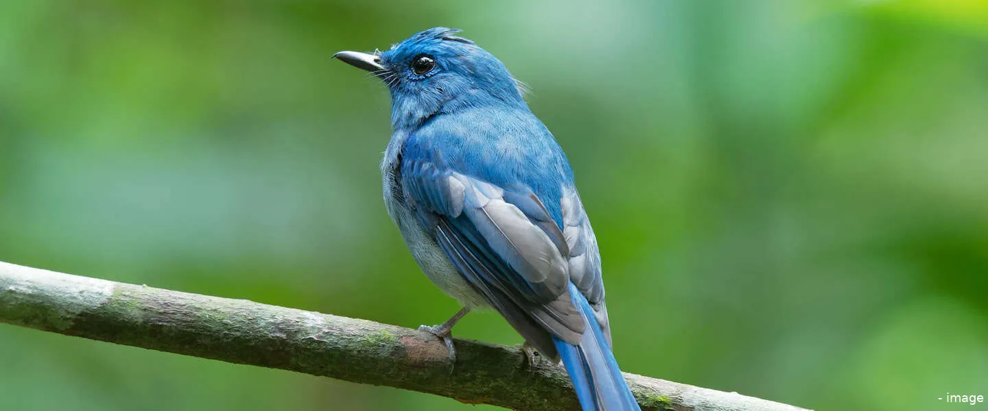 twitter elon musk 1 1