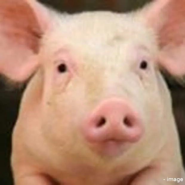 twitter meldt varkensgriep in rotterdam