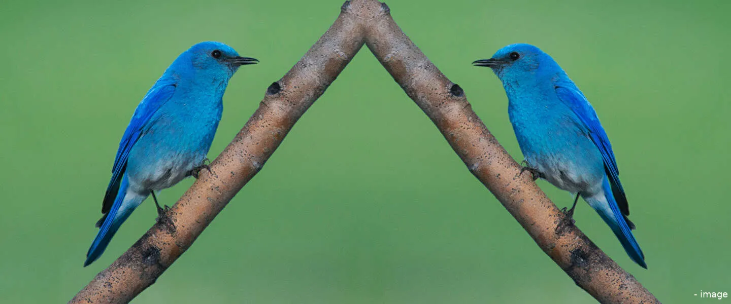 twitter meta