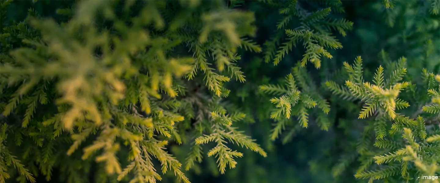 uber praxis kerstboom