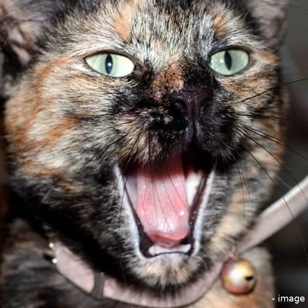 waarom het internet van katten houdt inf