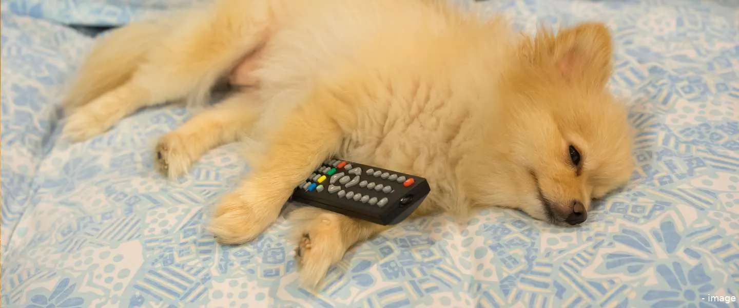 wat ziet je hond op tv test