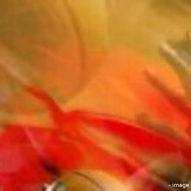 wedstrijden nba en nhl binnenkort live t