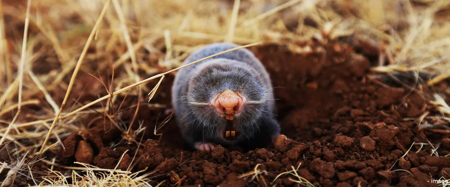 wie is de mol kandidaten 1