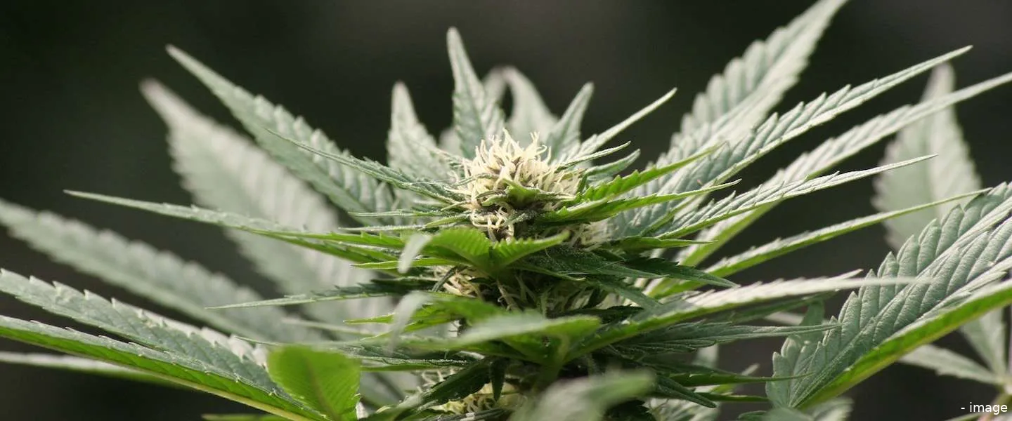 wiethoofdstad denver