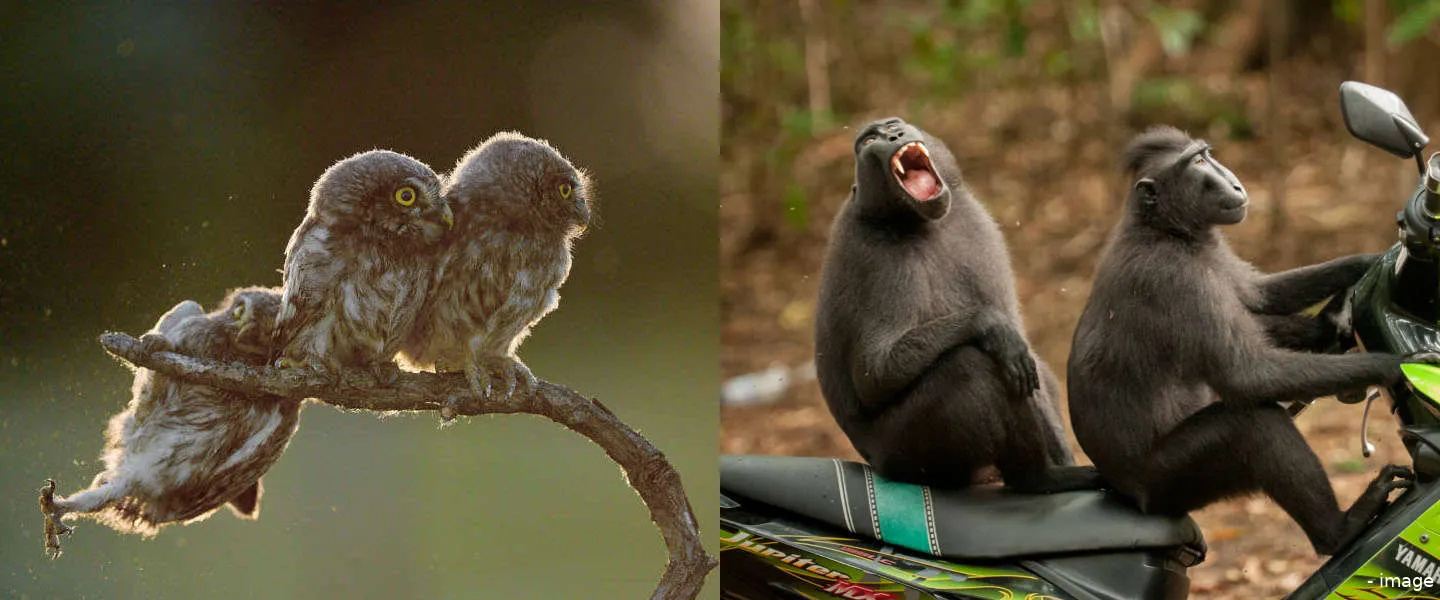 winnaars wildlife comedy