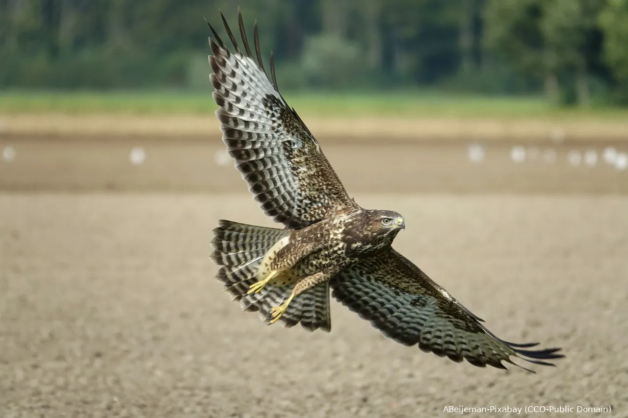 common buzzard 4502027 1280 abeijeman pb