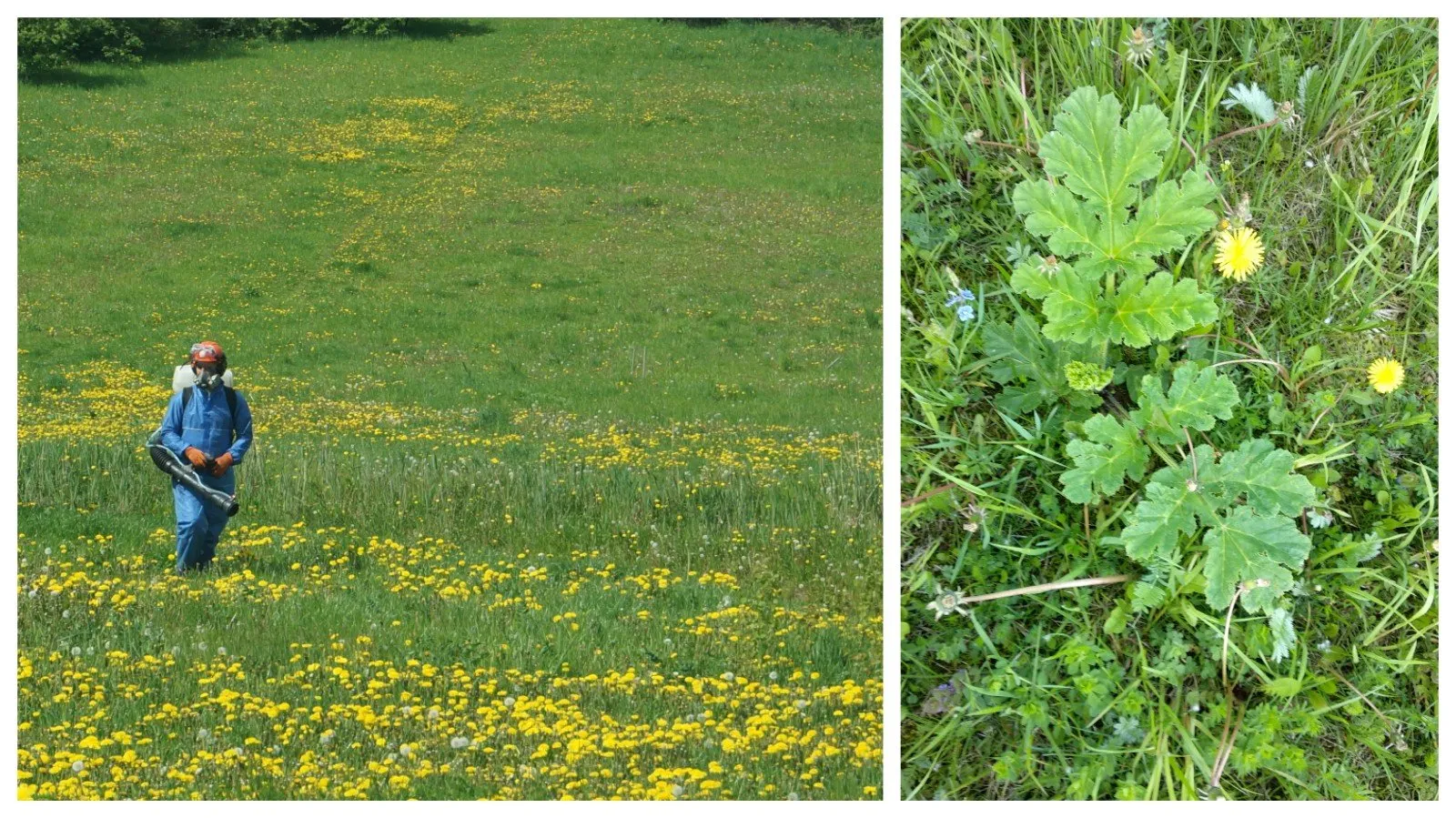 sosnovskio barsciu naikinimas ams nuotr